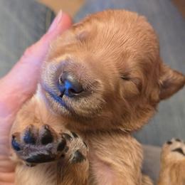 Mary - Apricot female Goldendoodle puppy in Neillsville, Wisconsin from Granton Creek