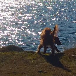 Irish Setter All Grown Up from Rumraisin Irish Setters