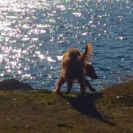 Irish Setter All Grown Up from Rumraisin Irish Setters