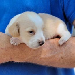 HEART - Piebald male Dachshund puppy in Fort Worth, Texas from Chadwick Farms Mini Dachshunds