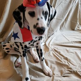 Dalmatian Puppies from Calvary's Dalmatians