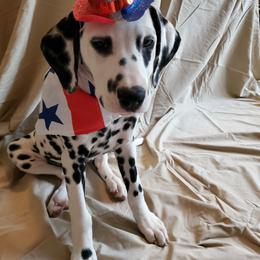 Dalmatian Puppies from Calvary's Dalmatians