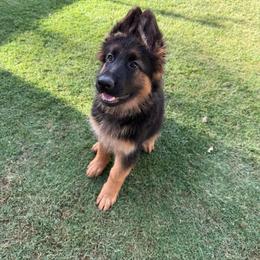 AKC Orange Girl - Black and red female German Shepherd puppy in Bakersfield, California from Aguirre Farm
