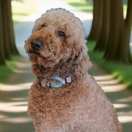 Lily - Goldendoodle