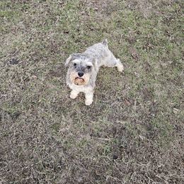 Max - Miniature Schnauzer