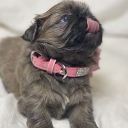 Azura - Blue female Shih Tzu puppy in Riverside, California from Be Dazzled Shihtzu