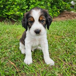 Moss - Black white and tan male English Springer Spaniel puppy in Columbia, North Carolina from Columbia Spaniels