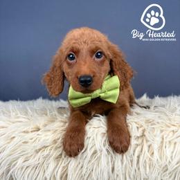 Peely - Red  male Goldendoodle puppy in Utah County, Utah from Big Hearted Breeders