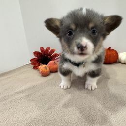 Tucker(green) - Blue male Pembroke Welsh Corgi puppy in Millsap, Texas from Punchy Pembroke Ranch