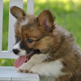 Patriot - Sable male Pembroke Welsh Corgi puppy in Hotchkiss, Colorado from Grand Mesa Corgis