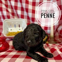 Penne - Pink Girl - Black female Goldendoodle puppy in Harrisburg, Oregon from Dolly’s Doods