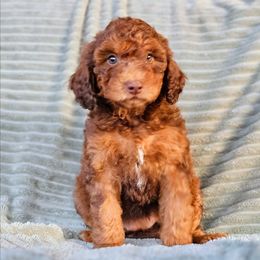 Maize - Chocolate female Goldendoodle puppy in Pittsburg, Texas from Grace Springs Goldendoodles