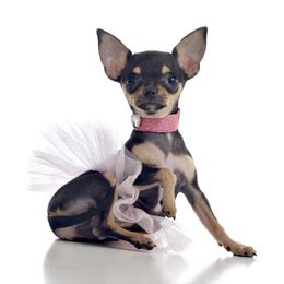 Chihuahua Puppies from BonBon Chihuahuas