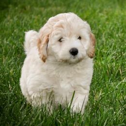 Bernedoodle and Double Doodle Puppies from Cloud Nine Doodles