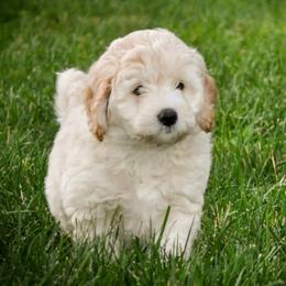 Bernedoodle and Double Doodle Puppies from Cloud Nine Doodles