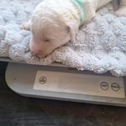 Angel - White female Poodle puppy in Lookout, California from Rossiter Poodles