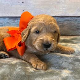 Orange Girl - Cream female Goldendoodle puppy in The Woodlands, Texas from Gracie's Goldendoodles and Bernedoodles of The Woodlands