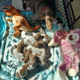 Old Orchard's Little Ann - German Shorthaired Pointer