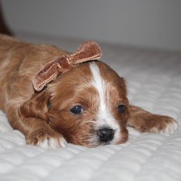 GIRL 3 - Apricot female Cavapoo puppy in Apple Creek, Ohio from Arlene Hershberger