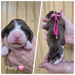 Flurry - Liver white and tan female English Springer Spaniel puppy in Freeland, Michigan from McNally's Springer Spaniels