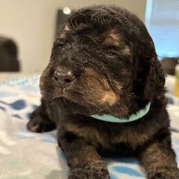 Goldendoodle and Poodle Puppies from Southern Stroll Poodles & Doodles