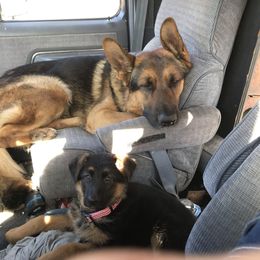 German Shepherd Puppies from Oregon German Shepherds