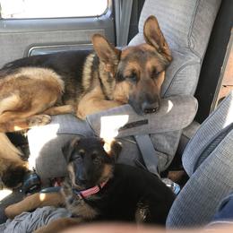 German Shepherd Puppies from Oregon German Shepherds