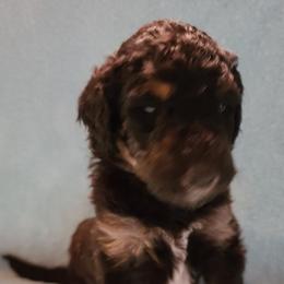 Girl 2 - Bernedoodle puppy in Grant, Michigan from Sanchez Bernedoodle Puppies