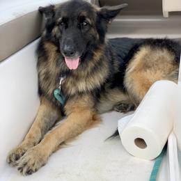 German Shepherd and Miniature American Shepherd Puppies from Bouchard’s Best Shepherds