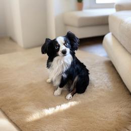 Poe - Australian Shepherd