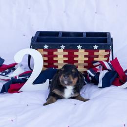 Salty - Black tri-color male Australian Shepherd puppy in Eubank, Kentucky from Ashlee's Aussies