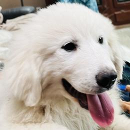 Great Pyrenees puppies from Polar Light Great Pyrenees