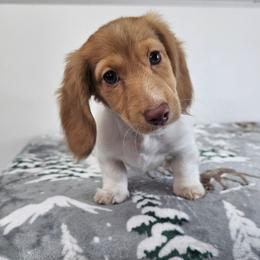 Male Piebald (lighter male) - Piebald male Dachshund puppy in Belle Rive, Illinois from Akin's Miniature Dachshunds, LLC