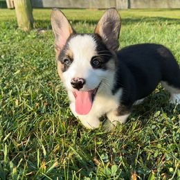Pooh-Bear - male Pembroke Welsh Corgi puppy in Hillsboro, Missouri from Crawford Ranch Canines