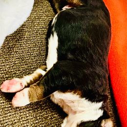 Thunder - Black rust and white male Bernese Mountain Dog puppy in Strasburg, Ohio from Lois Allison