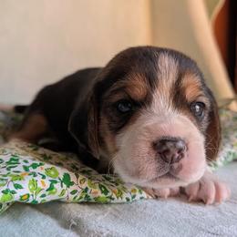 Clover - Black tan and white male Beagle puppy in Colville, Washington from Rosehaven Homestead