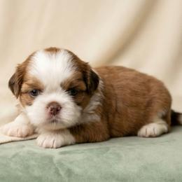 PHOENIX - Red and white male Shih Tzu puppy in Los Banos And Bay Area, California from Shantii's Shih Tzu's