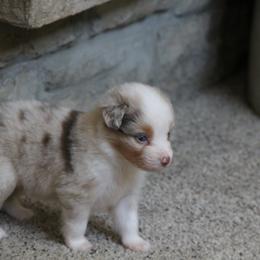 Stella - Red merle female Miniature American Shepherd puppy in Tiskilwa, Illinois from First Harmony Farms