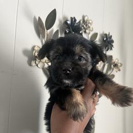 Hannah(2000) - Black and tan female Yorkshire Terrier puppy in Gastonia, North Carolina from Precious pups dynasty kennel