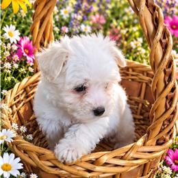 Tortellini - White female Miniature Schnauzer puppy in Allison, Iowa from Firefly Stables