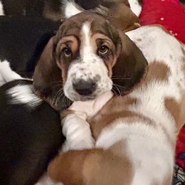 Girl 6 - Basset Hound puppy in Gilbert, Arizona from Redhead Hounds