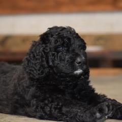 Saint Berdoodle Puppies from Highland Ridge Doodles