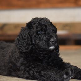 Saint Berdoodle Puppies from Highland Ridge Doodles