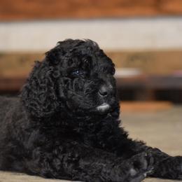 Saint Berdoodle Puppies from Highland Ridge Doodles