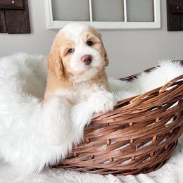 Bernedoodle and Cavapoo Puppies from Wonderful World Doodles