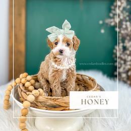 H O N E Y - Red  female Goldendoodle puppy in Cedar City, Utah from Cedar Doodles- Home of the Teddybear Goldendoodle