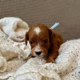 Light Blue - Red  male Goldendoodle puppy in Fruita Colorado, Colorado from Oodles of Teacup Doodles