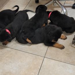 Rottweiler Puppies from Von Haus of Pearl