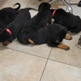 Rottweiler Puppies from Von Haus of Pearl