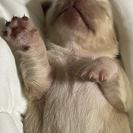 Dachshund Puppies from LovelylilDoxies